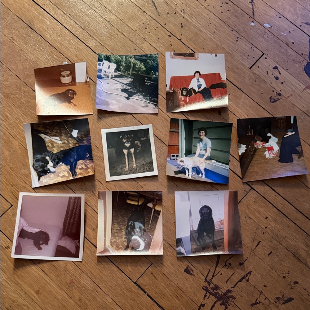 Vintage Dog Photo Collection